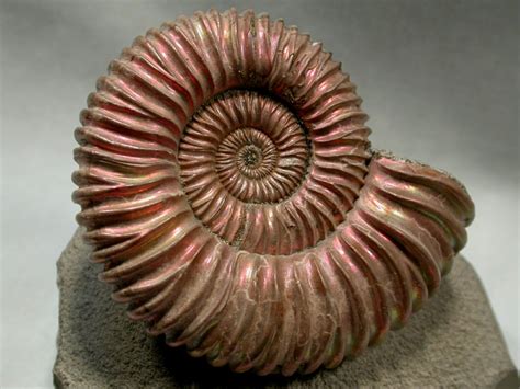 Fossil Pictures - Ammonites