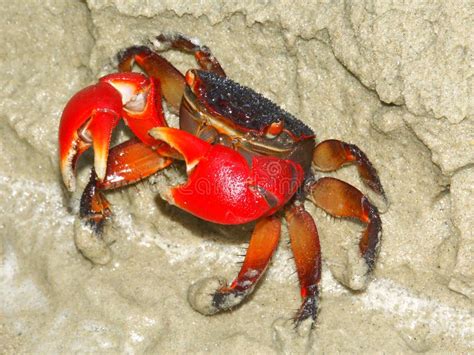 Mangrove Crab - Queensland, Australia Stock Photography - Image: 15996912