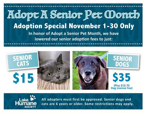 Lake Humane Society: Reasons to Adopt a Senior Pet