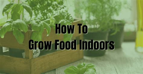 Growing Food Indoors: Setting Up Your Indoor Garden - Crooked Path ...