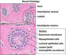 Epithelial Tissue Under Microscope