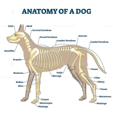 Anatomy of dog skeleton with labeled inner bone scheme vector ...