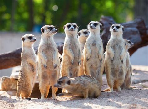 Meerkats: they’re just like us! | BBC Earth