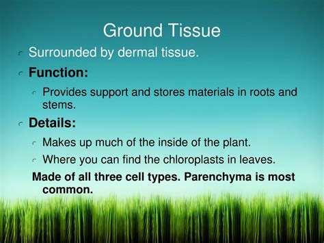 PPT - Plant Tissues PowerPoint Presentation, free download - ID:9676285