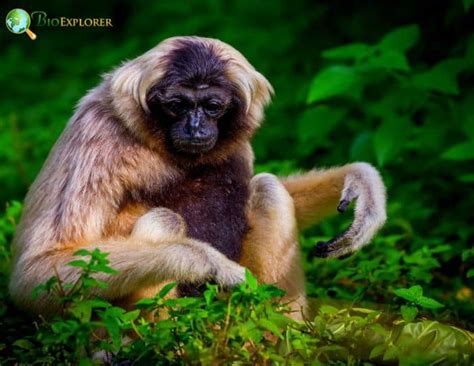 Pileated Gibbon Characteristics | Hylobates Pileatus Facts