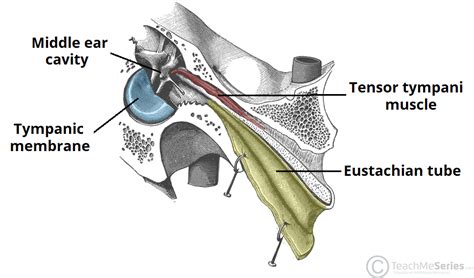 The Middle Ear - Parts - Bones - Muscles - TeachMeAnatomy