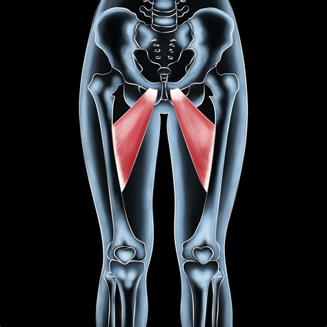 Hip Adductor Care for Active Lifestyles in Edmonton