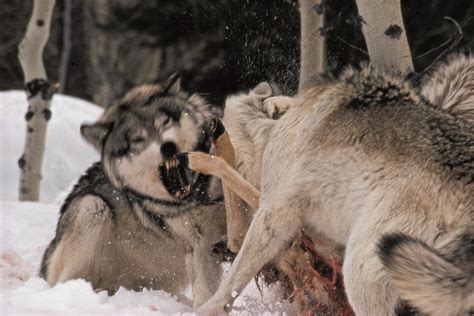 Wolves Hunting : No Wolf Hunting In Minnesota Gohunt - emo-jingbao