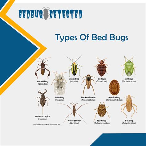 Common House Bugs Identification