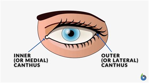 Canthus Definition and Examples - Biology Online Dictionary