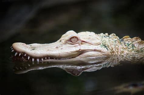 Albino Alligator