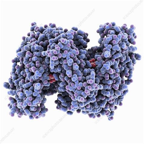 Citrate synthase molecule - Stock Image - C025/1506 - Science Photo Library