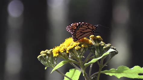 The monarch butterfly sanctuary in mexico 21743829 Stock Video at Vecteezy