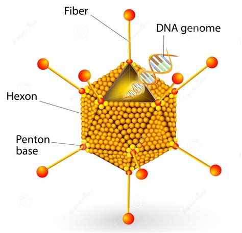 Vaccines for Virus from Adenoviridae Family - Creative Biolabs