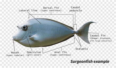 Pufferfish Fugu Fish anatomy, fish, marine Mammal, animals png | PNGEgg