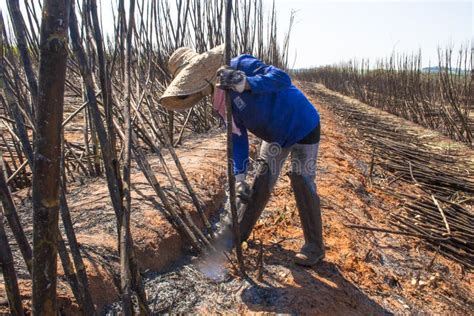 Sugar cane harvesting editorial stock image. Image of ground - 121224769