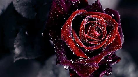 Black And Red Roses Wallpapers - Wallpaper Cave