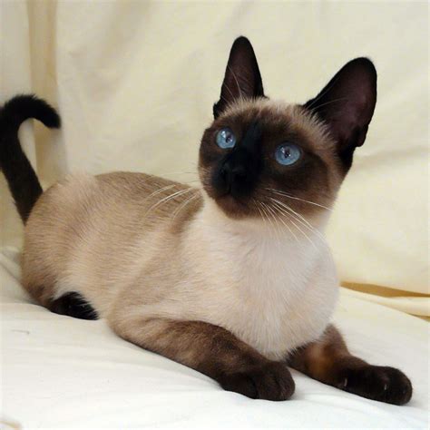 Abyssinian Cat Breeds | Bright blue eyes, Siamese and Blue eyes