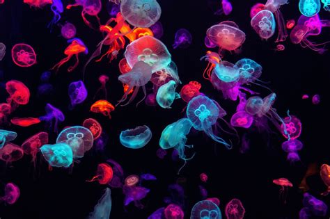 Coloured jellyfish - Wallpaper