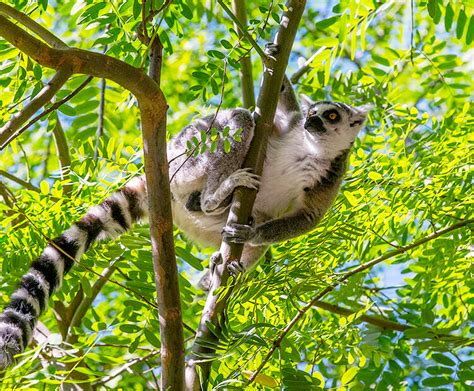 Ring Tailed Lemur Habitat - What Habitat do Lemurs Live in? - Primates Park