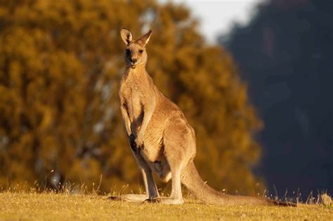 40 Kangaroo Facts That Will Make You Jump Into Action - Facts.net