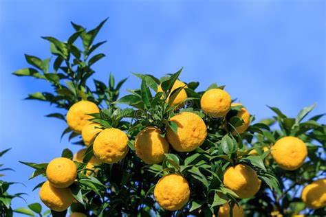 Yuzu on the tree stock photo. Image of organic, farm - 61882108