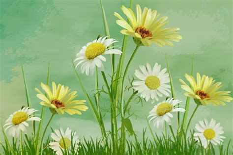 Daisy Flower Painting