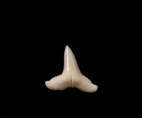 Modern Lemon Shark Teeth for sale : BuriedTreasureFossils