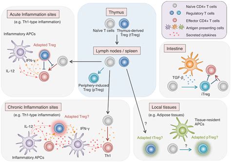 Frontiers | Molecular Determinants of Regulatory T Cell Development ...