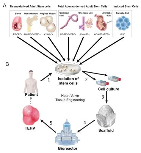 Stem cells for heart valve regeneration