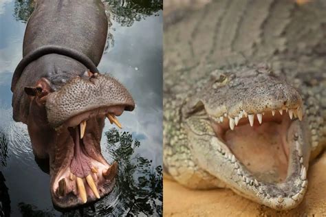 Hippo vs Crocodile: Similarities And Differences - Leo Zoo