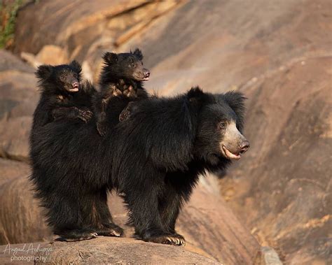 WildlivePlanet on Instagram: “Sloth bear with cubs Photo by ...