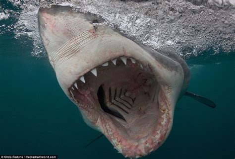 Photographer captures terrifying image of smiling great white shark ...