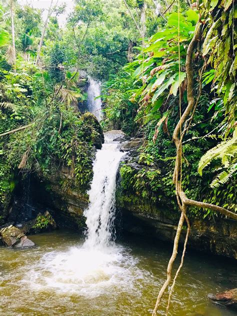 Puerto Rico Rainforest: Everything About El Yunque