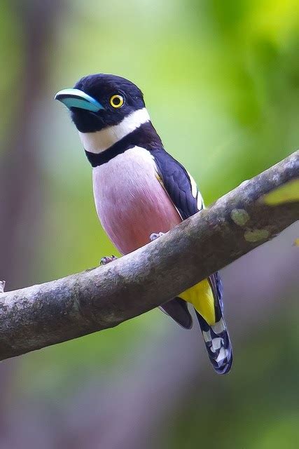 List of Pictures: Black-and-yellow Broadbill