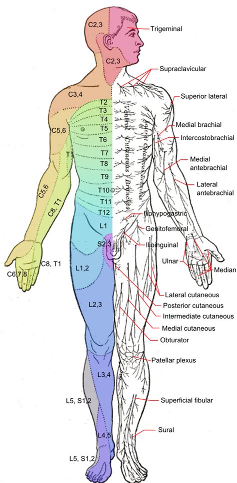 Diagram Of Nerve Pathways In Human Torso