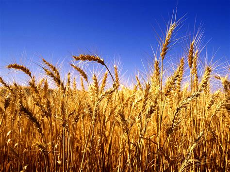 Free photo: Harvest time - Autumn, Natural, Turning - Free Download ...