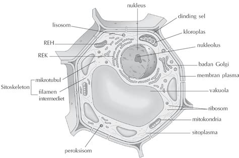 Sel Tumbuhan Beserta Organel dan Fungsinya (LENGKAP!) - Biologi Sel