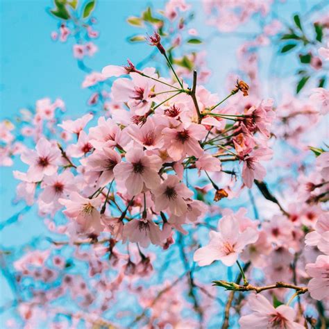 99+ Background Bunga Sakura Jepang Picture - MyWeb