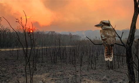 Australia's devastating bushfires | Stories | WWF