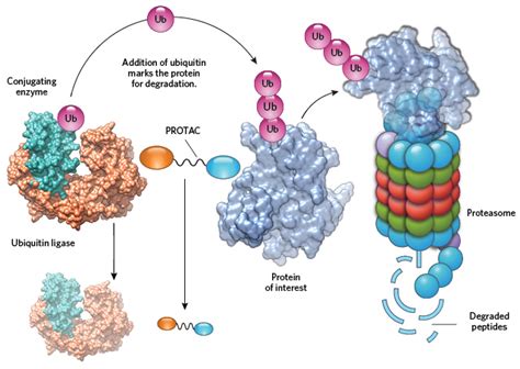 Infographic: Proteasome Basics | The Scientist Magazine®