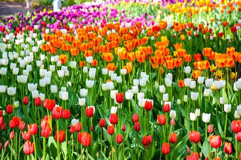 Flower Tulip Garden