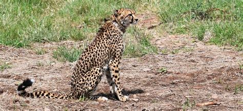 Cheetah get reintroduced in Indian Forests - Discover East - Nature