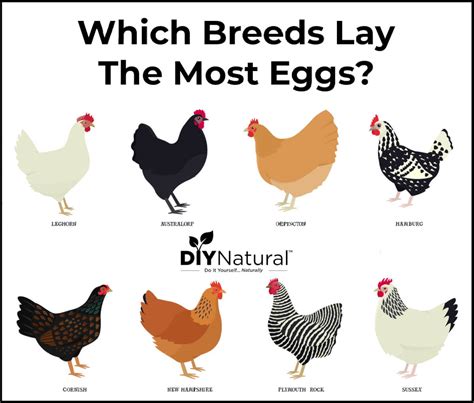 Best Egg Laying Chickens: A List of The 15 Best Chicken Breeds for Eggs