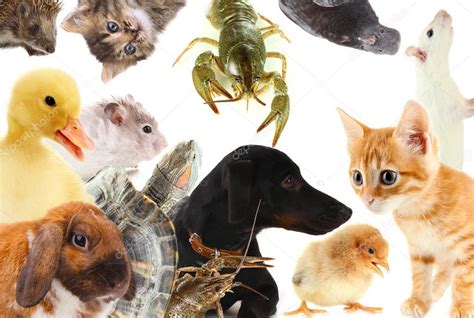 Collage of different cute animals — Stock Photo © belchonock #33314163