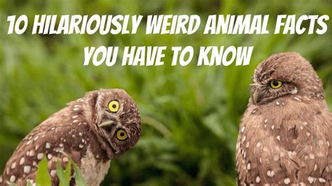 10 Hilariously Weird Animal Facts You Have to Know - CRITTERFACTS