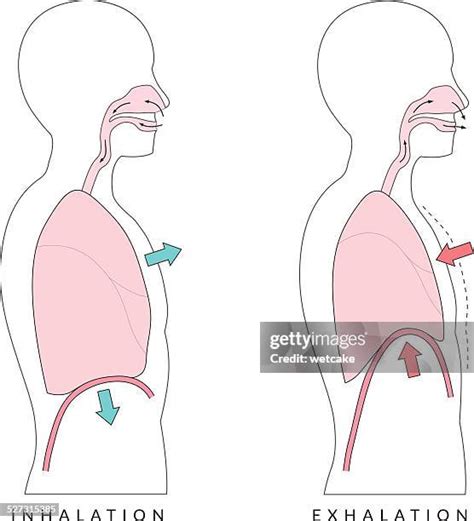 Diagram Of The Nose Photos and Premium High Res Pictures - Getty Images