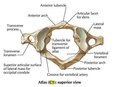 Pictures Of Anterior Arch