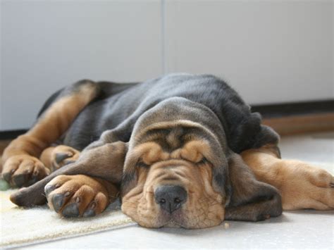 15 GIFs of Sleeping Puppies to Cheer Up Your Hump Day Blues - American ...