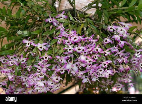 Amazing beauty of tropical rainforest orchids. Dendrobium Primulinum ...